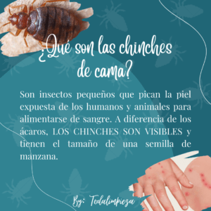 Que son los chinches